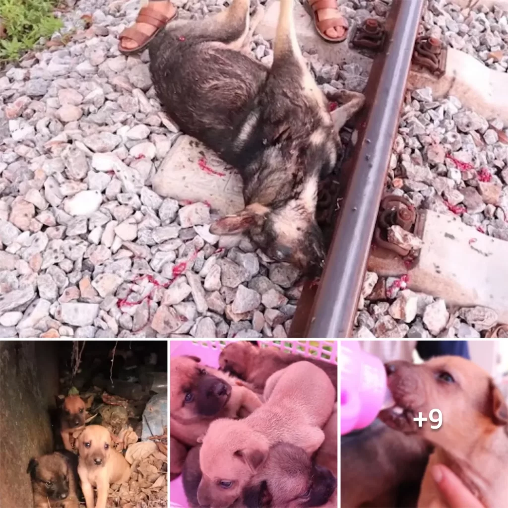 “Unbearably Heartbreaking: A Tender Moment of Orphaned Puppies Clinging to their Deceased Mother”