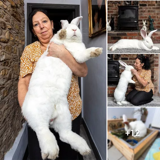 Embracing Jester: A Giant Bunny’s Love for STRICTLY Come Dancing and Luxurious Living in His Personal Bedroom